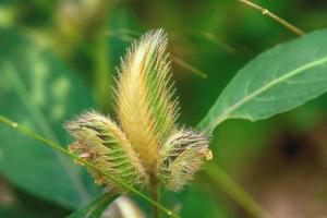 Poaceae or Gramineae photo