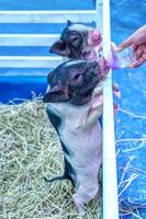 Pound Belly pig sucking milk photo