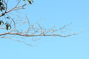 The tree branch in the sky background. photo