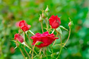 rosas en el dia de san valentin foto