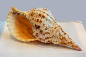 Shell charonia tritonis photo