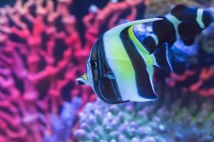 The marine fish are color of the sea. photo