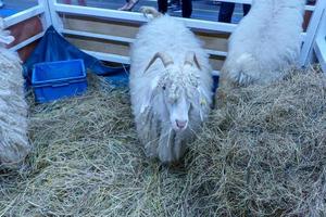 Anglo-Nubian goat walking on straw in a stall. photo