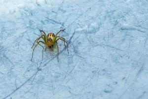 Spider on the metal ground photo