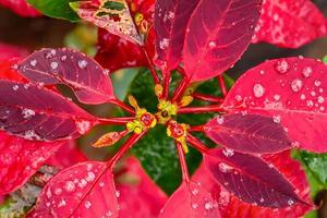 poinsettia como árboles ornamentales durante la temporada navideña. foto