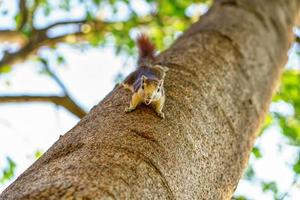 Little squirrel in the forest photo