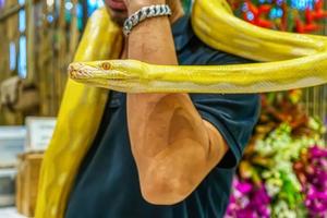 Albino burmese python photo