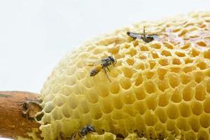 Nest of apis florea photo