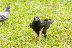 Crow on the lawn photo