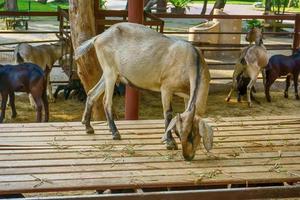 Goat on a wooden table photo