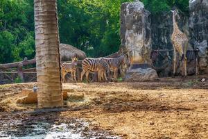 Giraffe and zebra photo