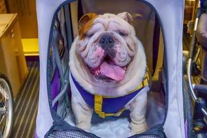 Dog sitting in a wheelchair photo