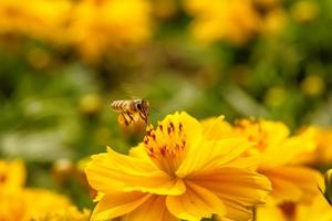 abejas en la flor del cosmos foto