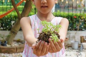 The tree for prepared planting in hands the girl. photo