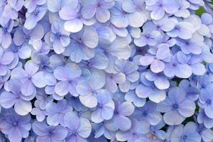 Blue Hydrangea flora background. Hydrangea Viburnum macrocephalum, shallow depth of field and selective focus. photo