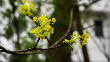Tree branch with blooming flowers at spring time photo