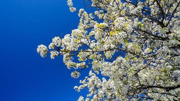 Tree with white flowers and blue sky