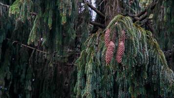 Background from pine tree with cone photo