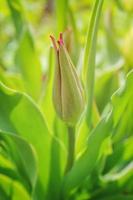 Closed bud of pink tulip in spring. photo
