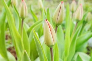 Tulips with closed buds in early spring. photo