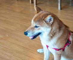 Cute Shiba dog on floor photo