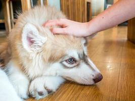 Cute dog with touching hand photo
