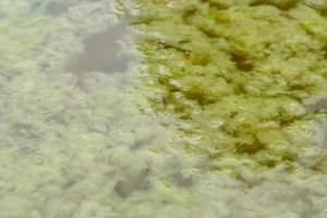 Gerridae live on dirty water photo