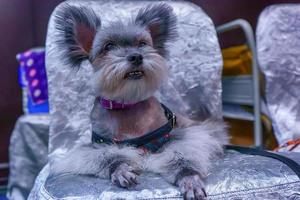 Dog sitting on a chair photo