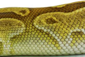 Green burmese python fur texture photo