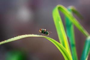 Flies on the grass photo