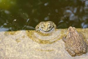 The toad in the cement pond. photo