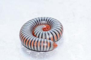 Closeup of a millipede on aluminum floor. photo