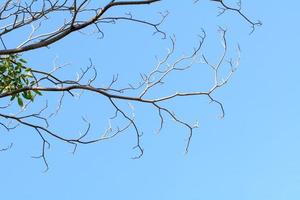 la rama de un árbol en el fondo del cielo. foto