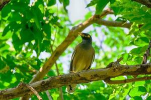 Myna on the branch photo