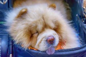 Dog sleep in a wheelchair photo