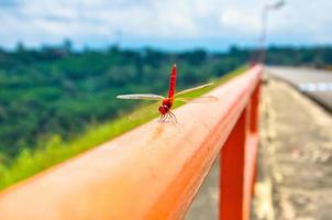 dragonflies on the iron fence photo