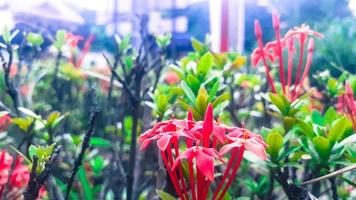 Flowers in the garden photo