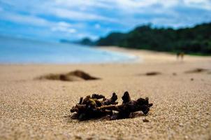 coral al borde de una larga playa ubicada al sur de malang foto