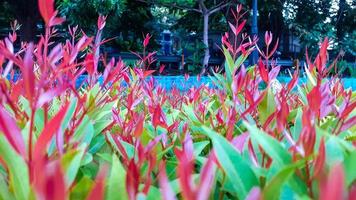 Plants with red leaflets photo