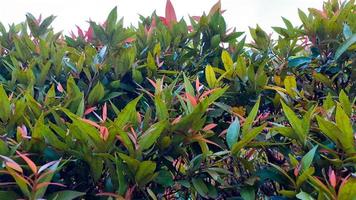 plantas con foliolos rojos foto