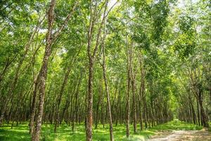 Rubber tree plantation.