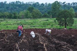 Planting in cassava field. photo