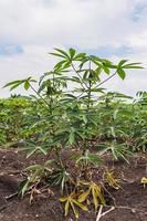 Cassava or Tapioca grow up. photo