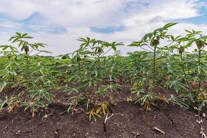 Cassava or Tapioca grow up. photo