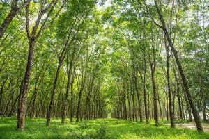 Rubber tree plantation. photo