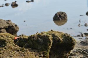 coral on the beach. nature background photo