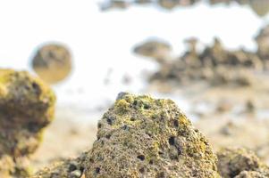 corales en la playa. fondo de la naturaleza foto