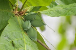 Terminalia catappa is a large tropical tree in the leadwood tree. Country almond. Indian almond. Malabar almond. Sea almond, Tropical almond, Beach almond and False kamani. photo