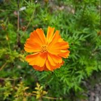 flor de naranja con plantas verdes foto