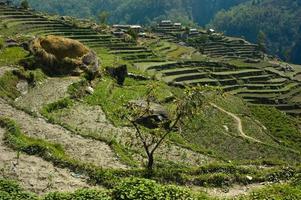 campos de arroz en terrazas verdes en la ruta de senderismo de annapurna foto